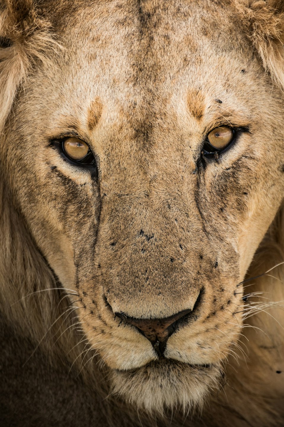 A lion with amber eyes stares from the savanna.