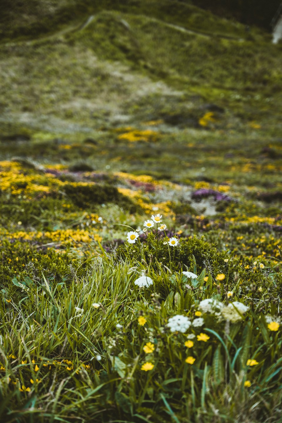 White daisies and yellow wildflowers grow in a green meadow.
