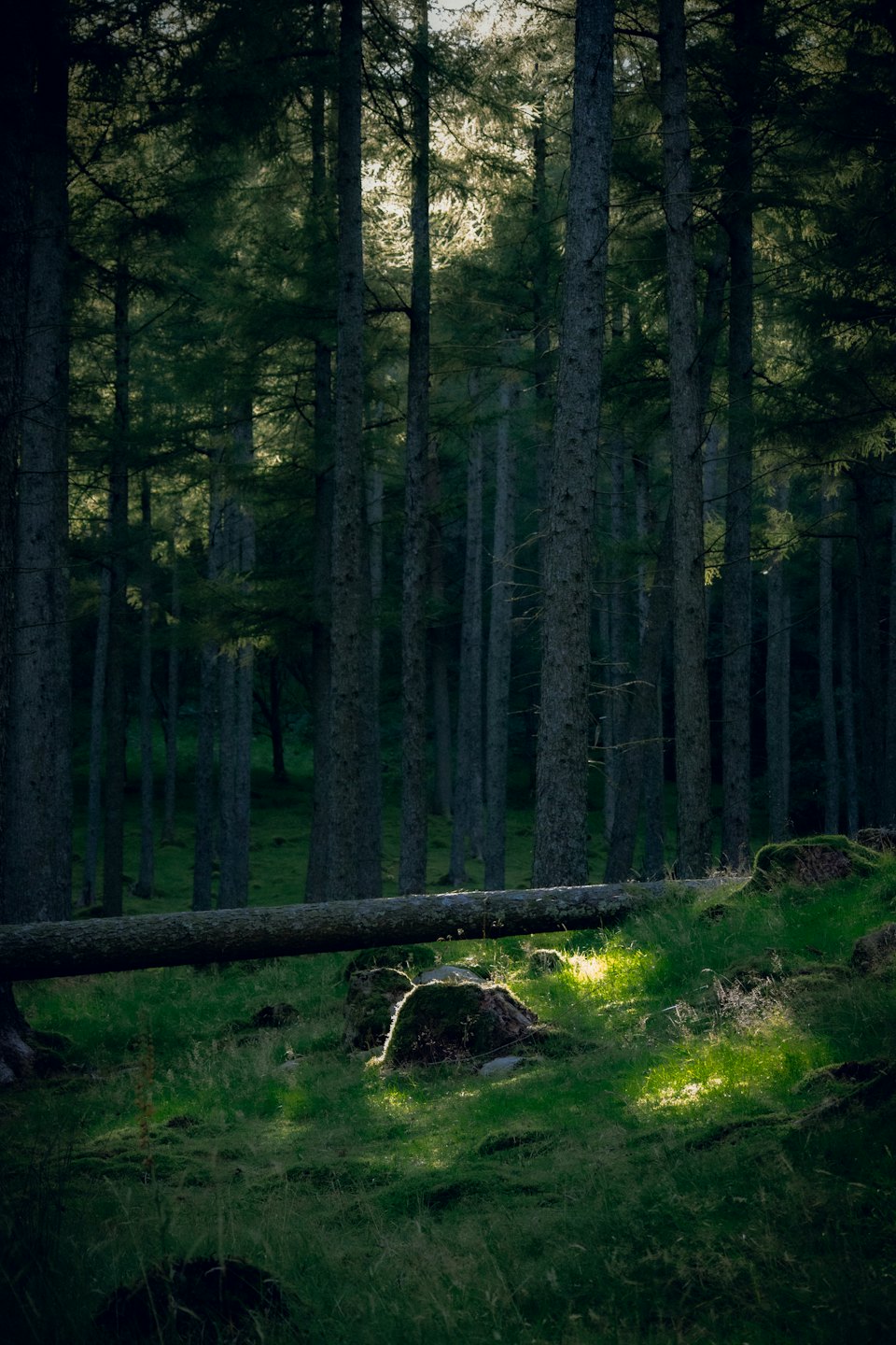 Sunlight shines through tall pine trees onto mossy ground.